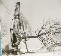 01 a Linde am Kran groß